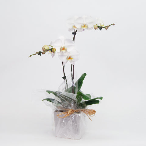 Orchid in Ceramic Cube